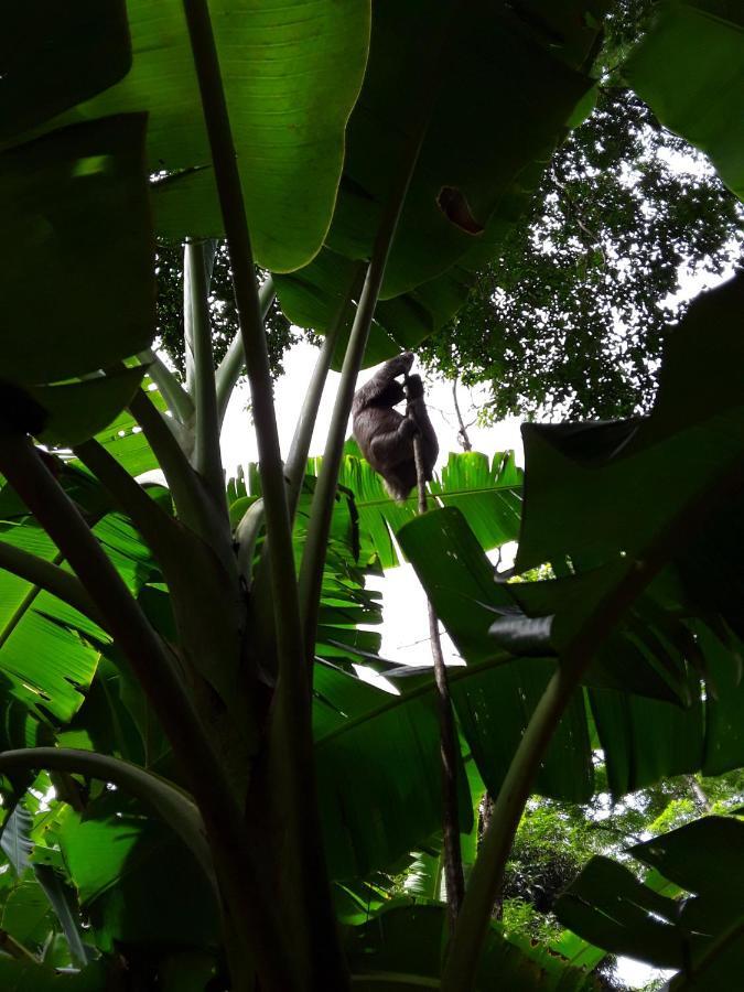 Tierra Oscura El Toucan Loco Floating Lodges מראה חיצוני תמונה