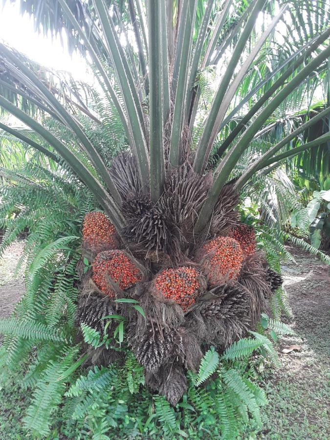 Tierra Oscura El Toucan Loco Floating Lodges מראה חיצוני תמונה