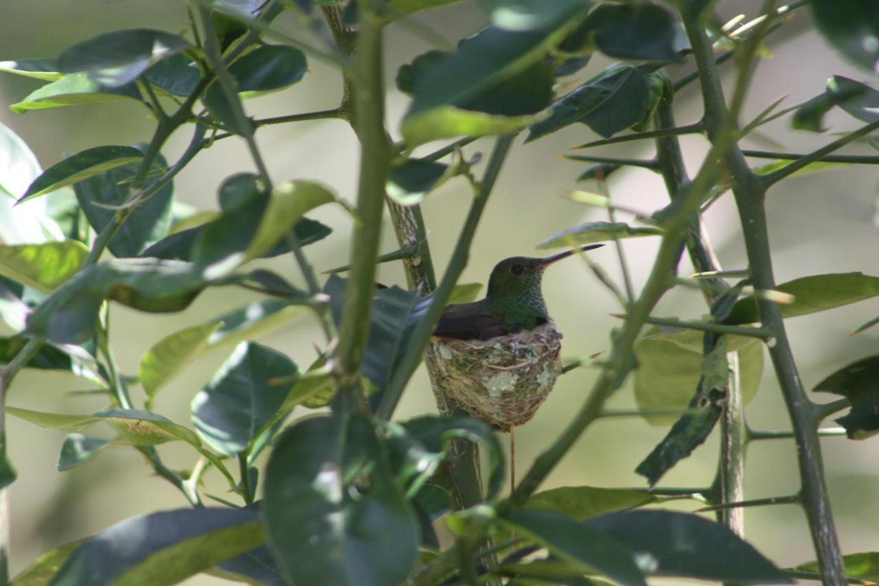Tierra Oscura El Toucan Loco Floating Lodges מראה חיצוני תמונה